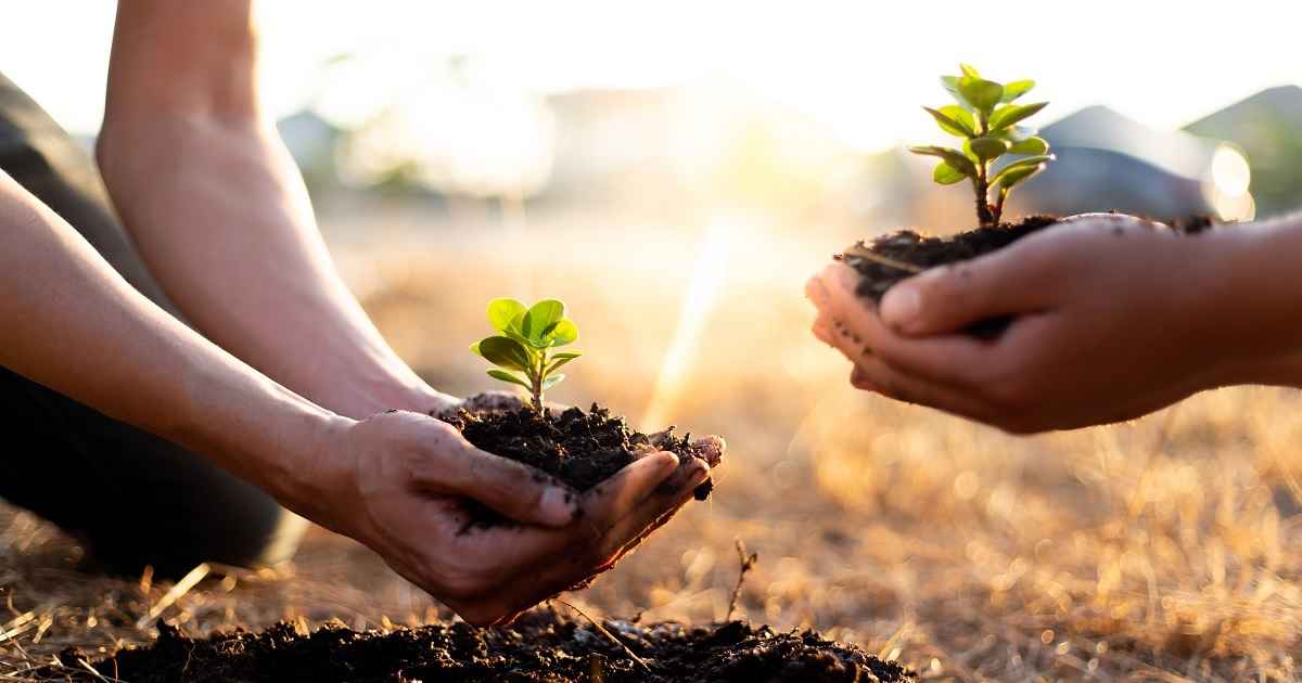 Stericycle Partnership with the Arbor Day Foundation Plants